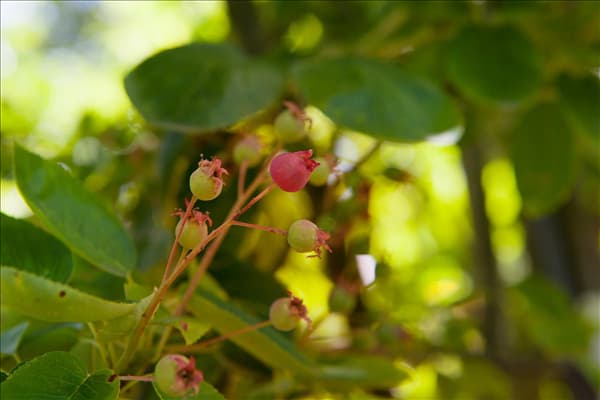 Amelanchier lamarckii