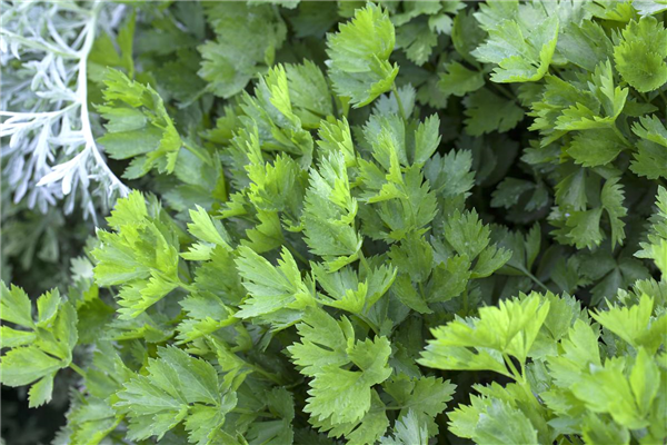 Apium graveolens var. secalinum
