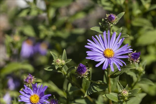 Aster amellus 'Sternkugel'