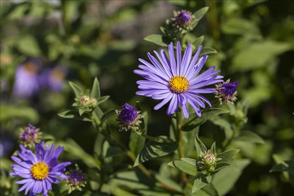 Aster amellus 'Sternkugel'