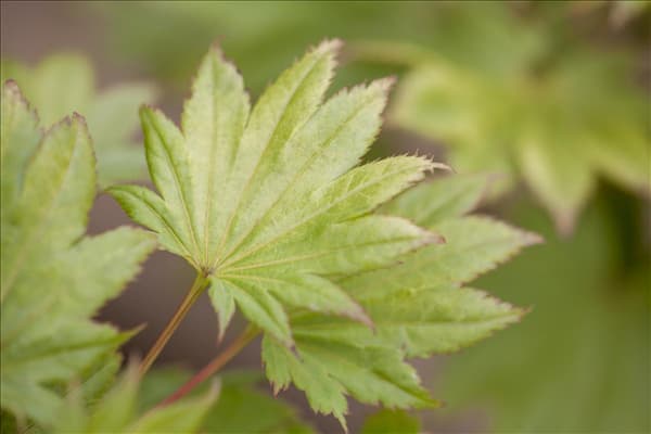 Acer shirasawanum