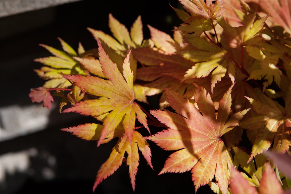 Acer shirasawanum 'Autumn Moon'