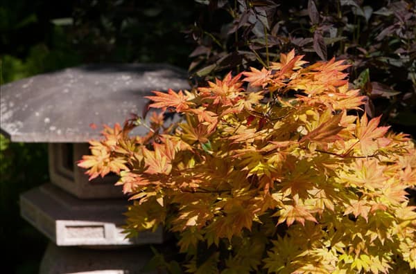 Acer shirasawanum