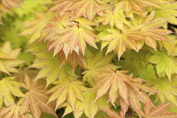 Acer shirasawanum 'Autumn Moon'