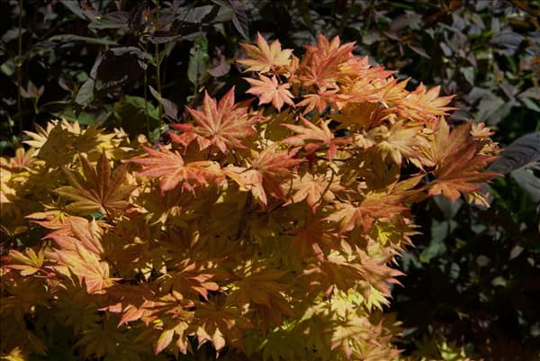 Acer shirasawanum