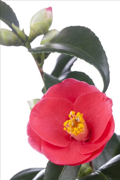 Camellia japonica