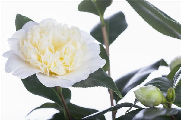 Camellia japonica