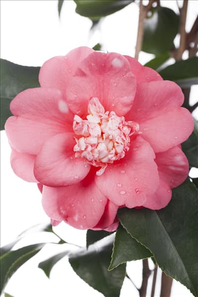 Camellia japonica