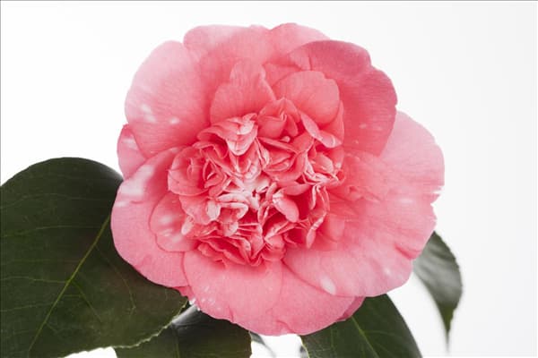 Camellia japonica 'Ballet Queen'
