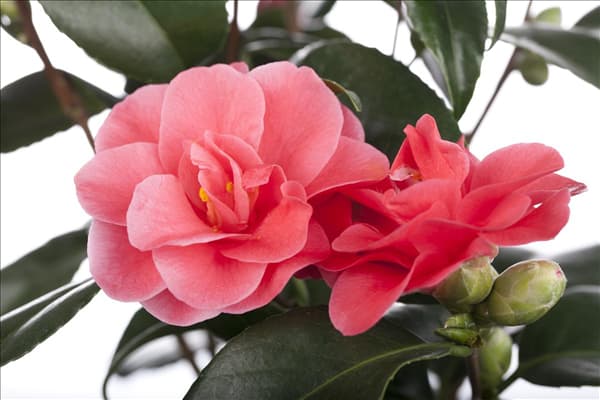 Camellia japonica