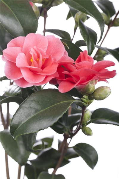 Camellia japonica