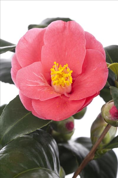 Camellia japonica