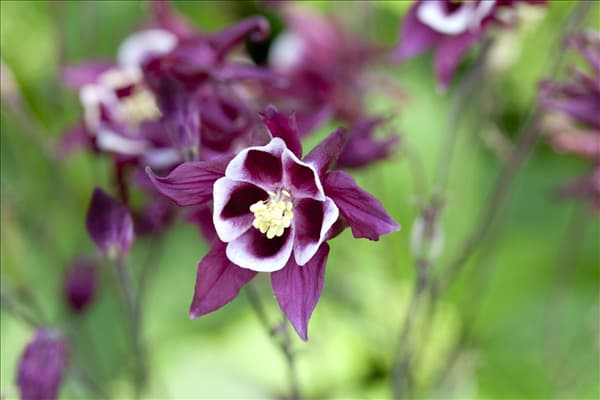 Aquilegia caerulea