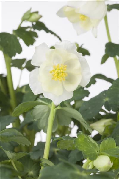 Aquilegia caerulea
