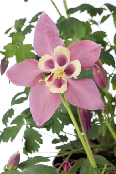 Aquilegia caerulea