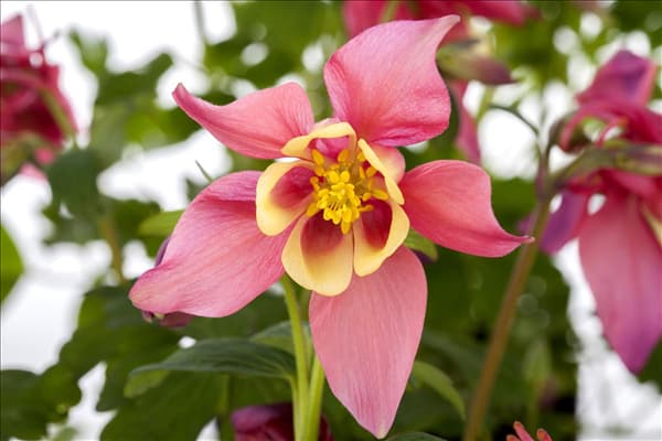 Aquilegia caerulea