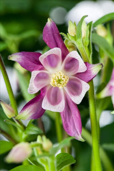 Aquilegia caerulea