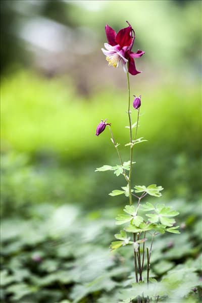 Aquilegia caerulea