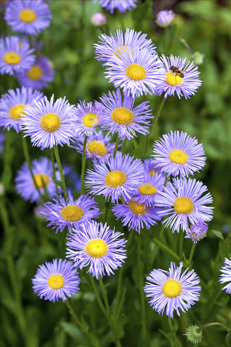 Aster dumosus