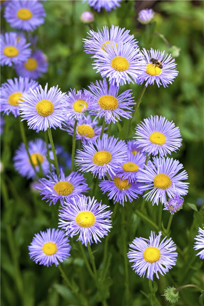 Aster dumosus