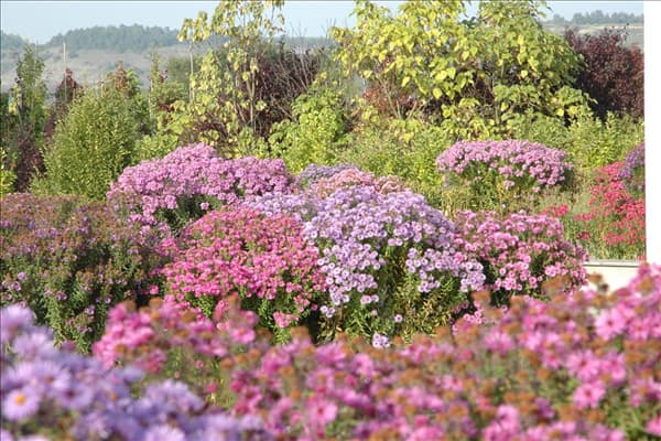 Aster dumosus