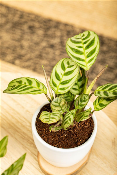 Calathea makoyana
