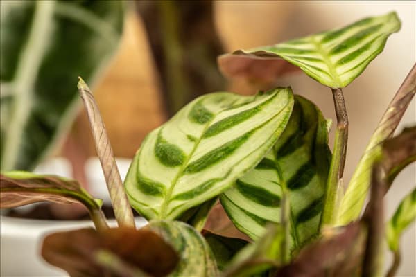 Calathea makoyana