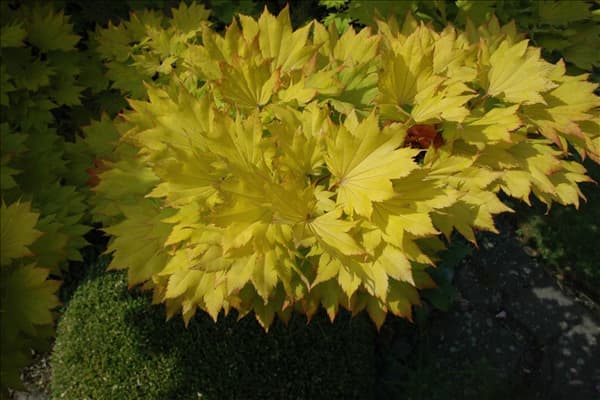 Acer shirasawanum 'Aureum'