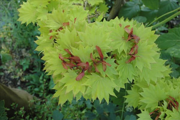 Acer shirasawanum 'Aureum'