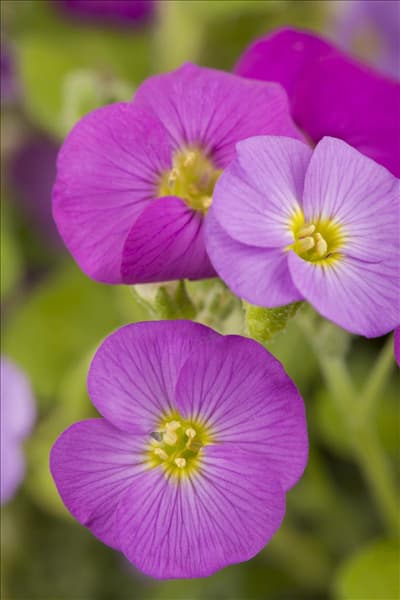 Aubrieta gracilis 'Florado Rose Red'
