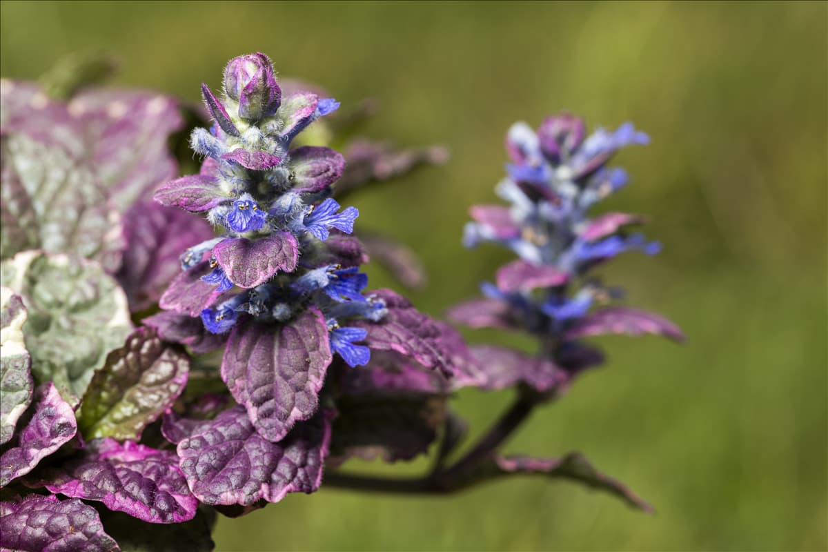 Ajuga reptans 'Rainbow'