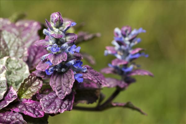 Ajuga reptans 'Rainbow'