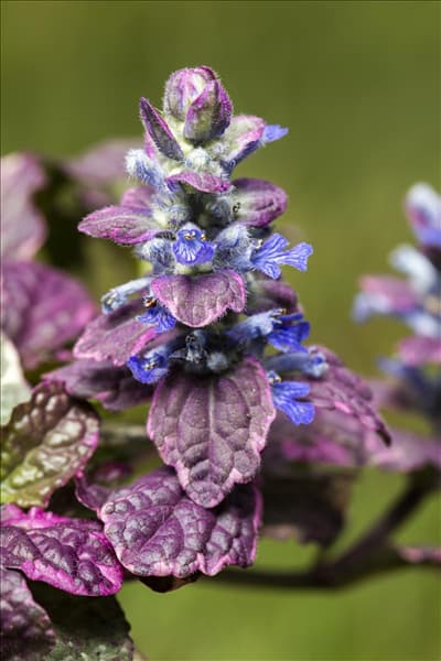 Ajuga reptans 'Rainbow'