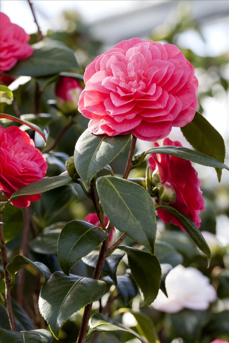 Camellia japonica 'April Dawn'