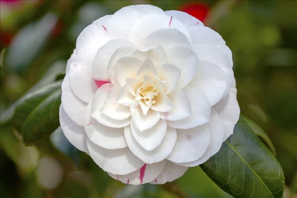 Camellia japonica 'April Dawn'