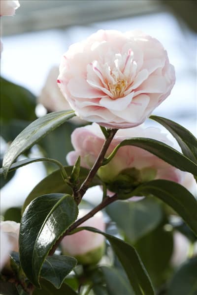 Camellia japonica 'April Dawn'