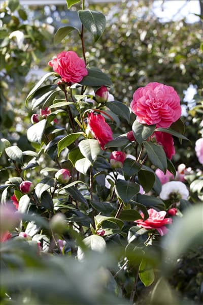 Camellia japonica 'April Dawn'