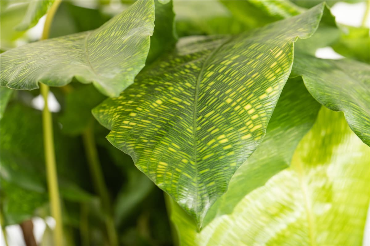 Calathea musaica 'Network'