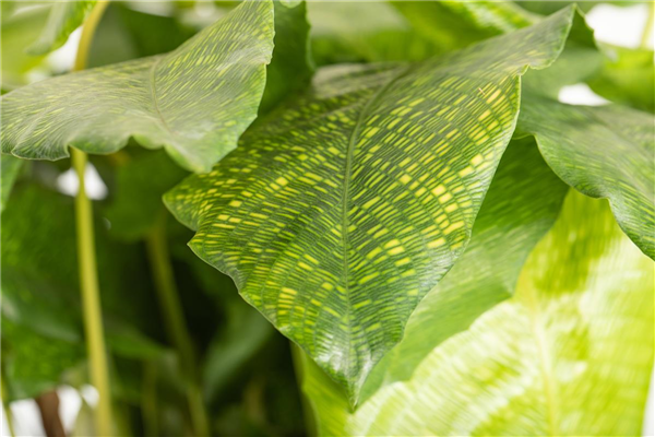 Calathea musaica 'Network'