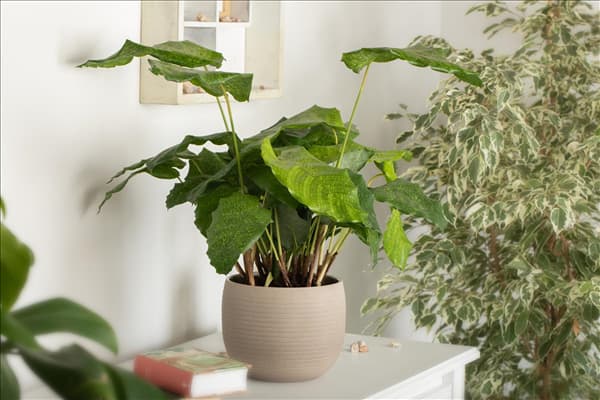 Calathea musaica 'Network'