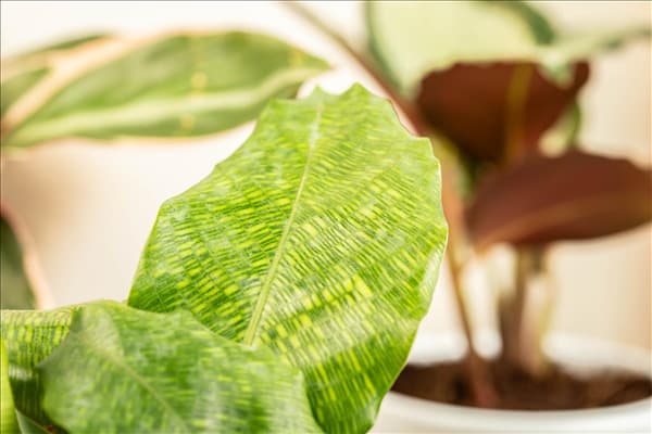 Calathea musaica 'Network'