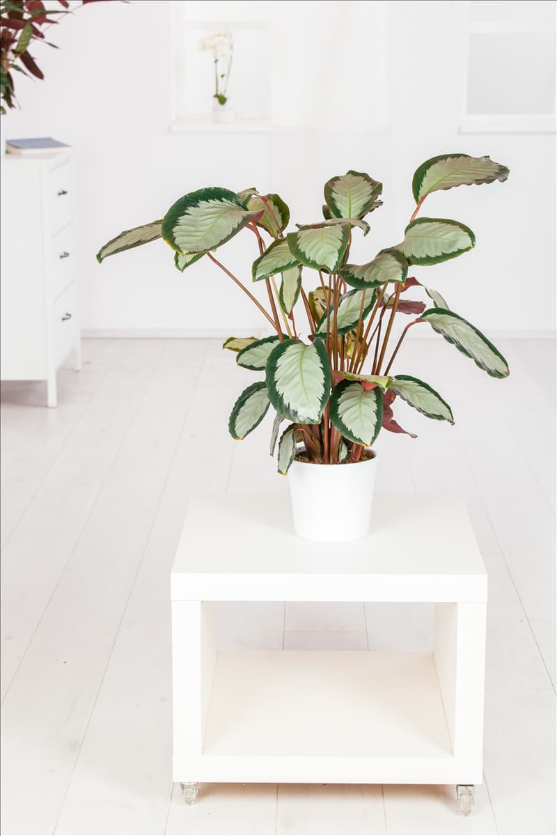 Calathea picturata