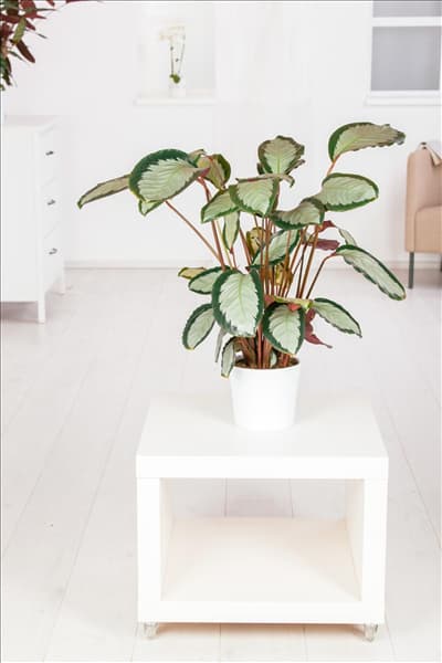 Calathea picturata