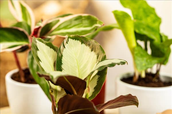 Calathea picturata