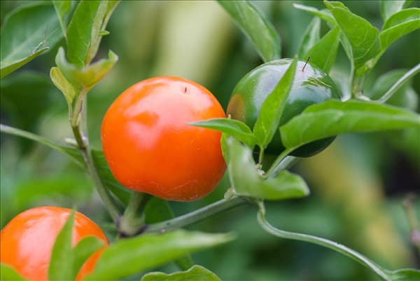 Capsicum annuum cerasiforme