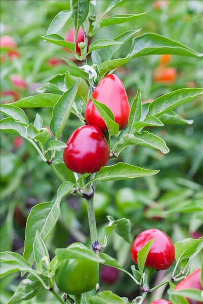 Capsicum annuum cerasiforme
