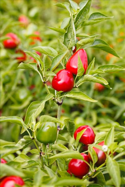 Capsicum annuum cerasiforme