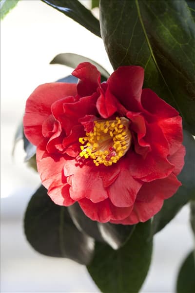 Camellia japonica 'Bob Hope'