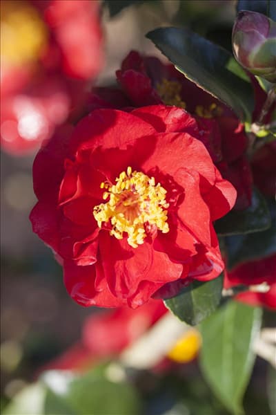 Camellia japonica 'Bob Hope'