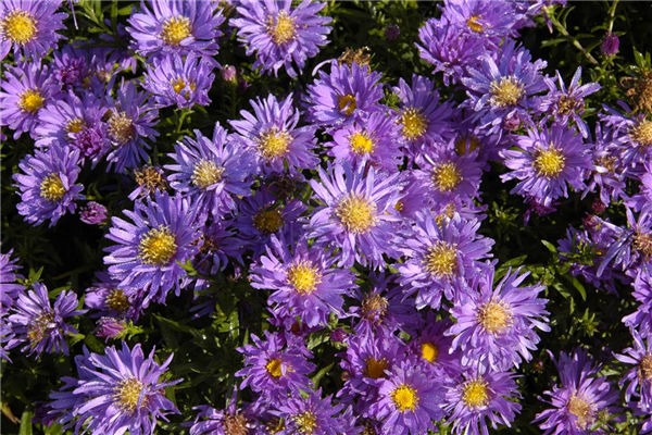 Aster dumosus 'Blaue Lagune'